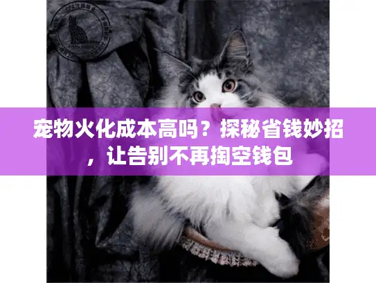 宠物火化成本高吗？探秘省钱妙招，让告别不再掏空钱包