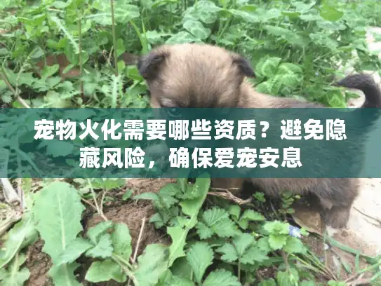 宠物火化需要哪些资质？避免隐藏风险，确保爱宠安息