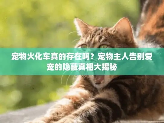 宠物火化车真的存在吗？宠物主人告别爱宠的隐蔽真相大揭秘