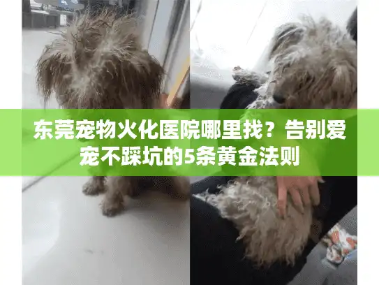 东莞宠物火化医院哪里找？告别爱宠不踩坑的5条黄金法则