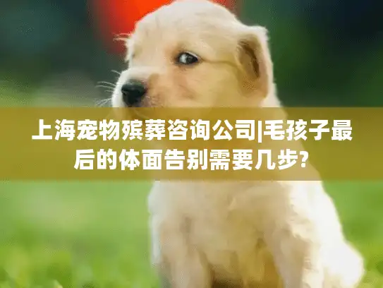 上海宠物殡葬咨询公司|毛孩子最后的体面告别需要几步?