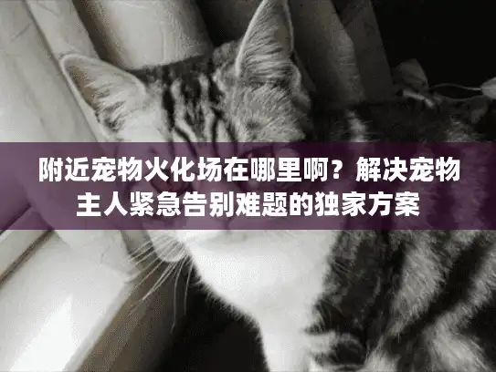 附近宠物火化场在哪里啊？解决宠物主人紧急告别难题的独家方案