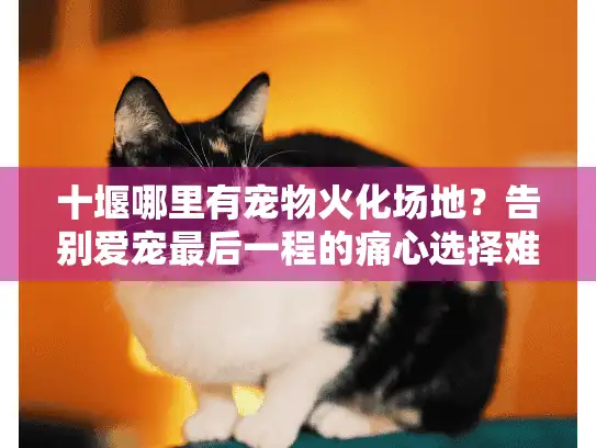 十堰哪里有宠物火化场地？告别爱宠最后一程的痛心选择难题