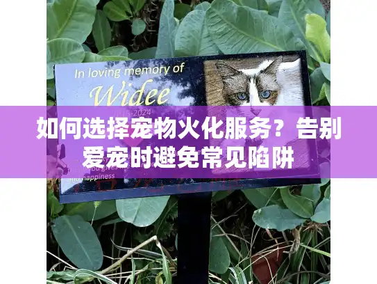 如何选择宠物火化服务？告别爱宠时避免常见陷阱