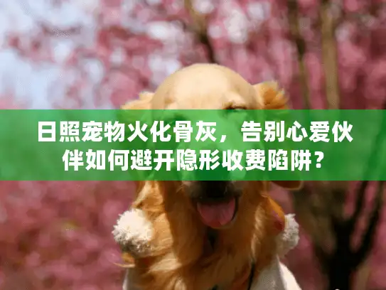 日照宠物火化骨灰，告别心爱伙伴如何避开隐形收费陷阱？
