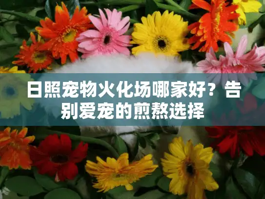 日照宠物火化场哪家好？告别爱宠的煎熬选择
