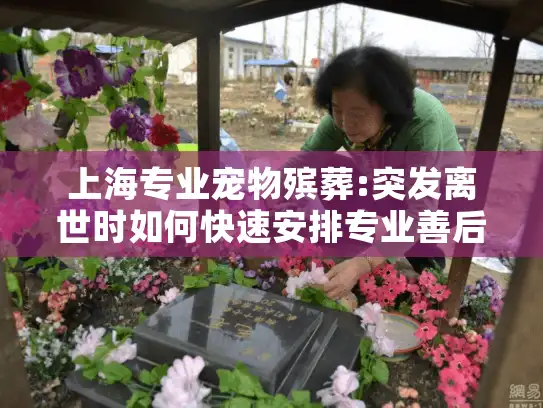 上海专业宠物殡葬:突发离世时如何快速安排专业善后?