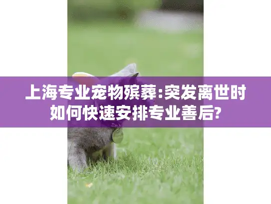 上海专业宠物殡葬:突发离世时如何快速安排专业善后?