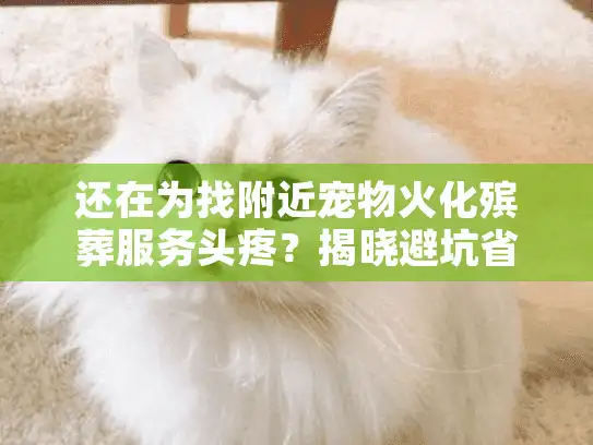 还在为找附近宠物火化殡葬服务头疼？揭晓避坑省钱的关键秘籍