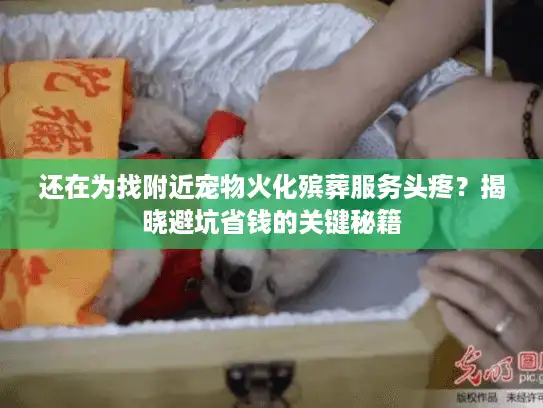 还在为找附近宠物火化殡葬服务头疼？揭晓避坑省钱的关键秘籍