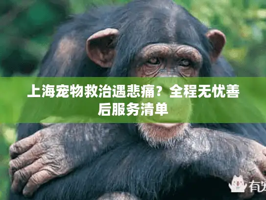 上海宠物救治遇悲痛？全程无忧善后服务清单