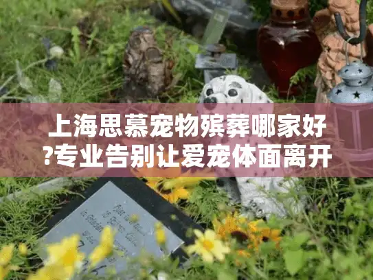 上海思慕宠物殡葬哪家好?专业告别让爱宠体面离开