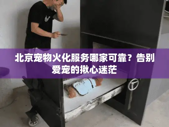北京宠物火化服务哪家可靠？告别爱宠的揪心迷茫