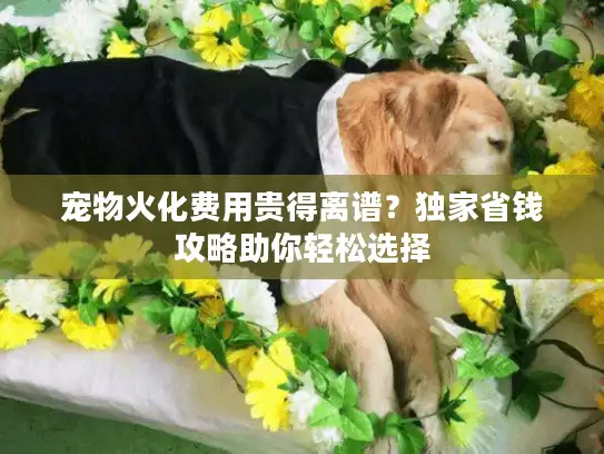 宠物火化费用贵得离谱？独家省钱攻略助你轻松选择