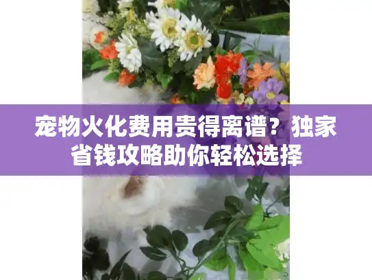 宠物火化费用贵得离谱？独家省钱攻略助你轻松选择