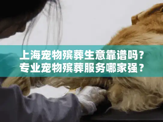 上海宠物殡葬生意靠谱吗？专业宠物殡葬服务哪家强？