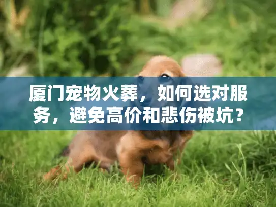 厦门宠物火葬，如何选对服务，避免高价和悲伤被坑？