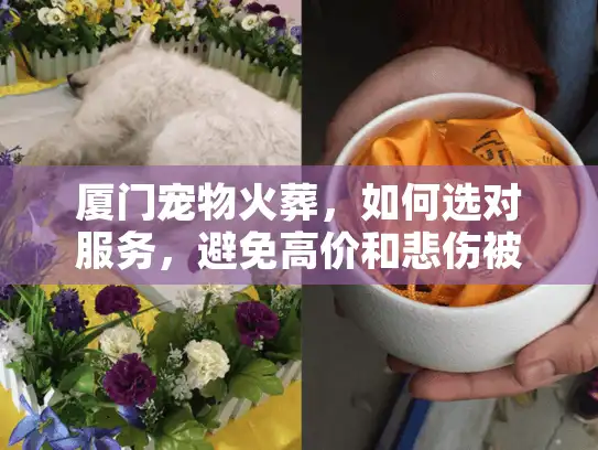 厦门宠物火葬，如何选对服务，避免高价和悲伤被坑？