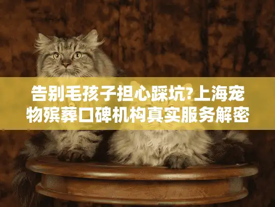 告别毛孩子担心踩坑?上海宠物殡葬口碑机构真实服务解密
