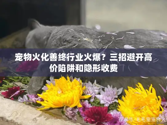 宠物火化善终行业火爆？三招避开高价陷阱和隐形收费
