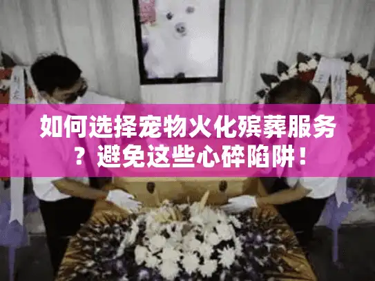 如何选择宠物火化殡葬服务？避免这些心碎陷阱！