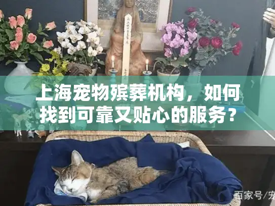 上海宠物殡葬机构，如何找到可靠又贴心的服务？