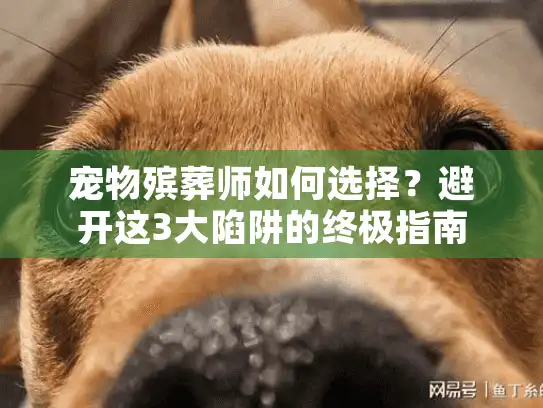 宠物殡葬师如何选择？避开这3大陷阱的终极指南