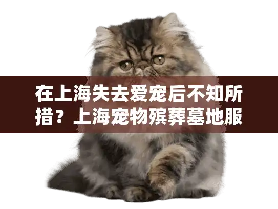 在上海失去爱宠后不知所措？上海宠物殡葬墓地服务提供安心解决方案