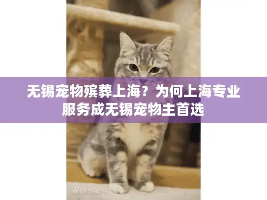 无锡宠物殡葬上海？为何上海专业服务成无锡宠物主首选
