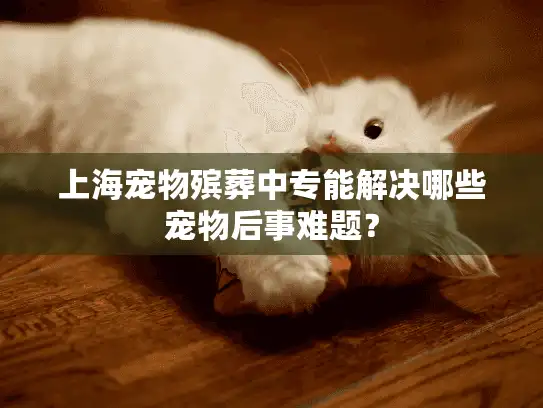 上海宠物殡葬中专能解决哪些宠物后事难题？