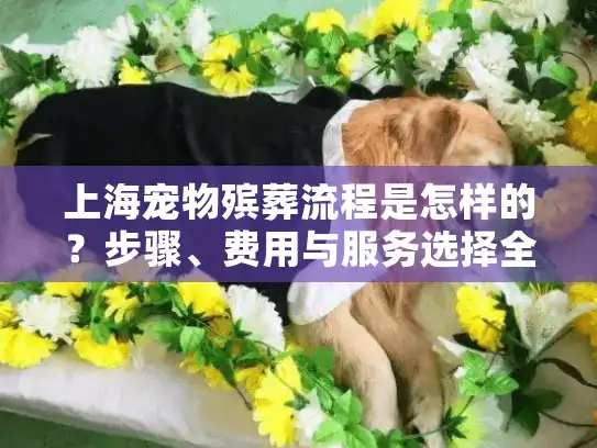 上海宠物殡葬流程是怎样的？步骤、费用与服务选择全解析