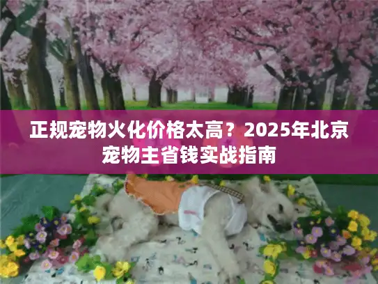 正规宠物火化价格太高？2025年北京宠物主省钱实战指南