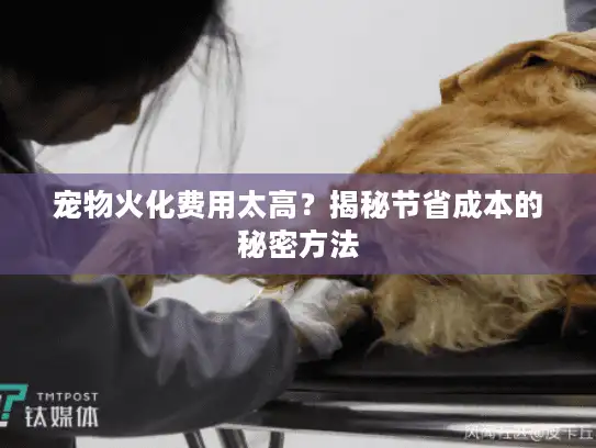 宠物火化费用太高？揭秘节省成本的秘密方法
