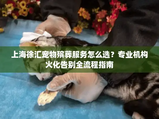 上海徐汇宠物殡葬服务怎么选？专业机构火化告别全流程指南