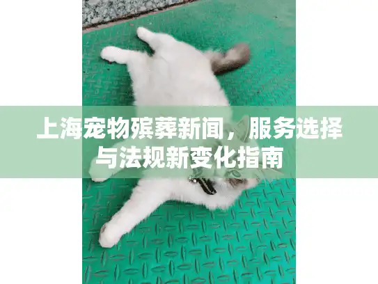 上海宠物殡葬新闻，服务选择与法规新变化指南