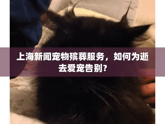 上海新闻宠物殡葬服务，如何为逝去爱宠告别？