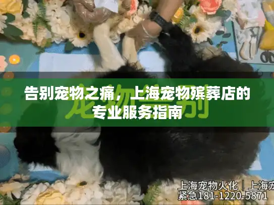 告别宠物之痛，上海宠物殡葬店的专业服务指南