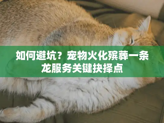 如何避坑？宠物火化殡葬一条龙服务关键抉择点