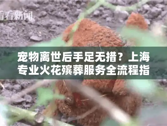 宠物离世后手足无措？上海专业火花殡葬服务全流程指南