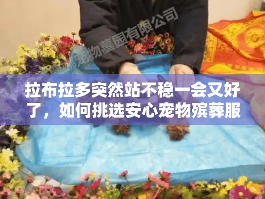 拉布拉多突然站不稳一会又好了，如何挑选安心宠物殡葬服务避免陷阱？