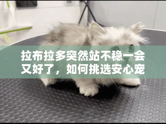 拉布拉多突然站不稳一会又好了，如何挑选安心宠物殡葬服务避免陷阱？