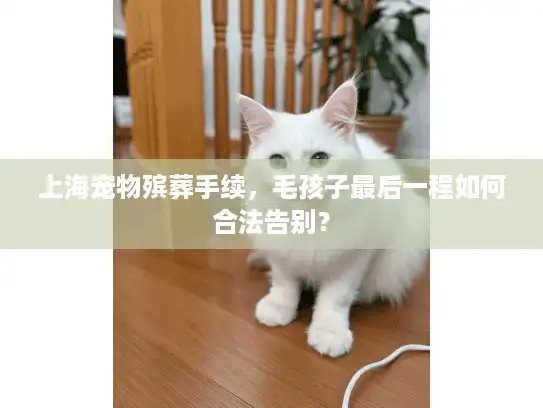 上海宠物殡葬手续，毛孩子最后一程如何合法告别？