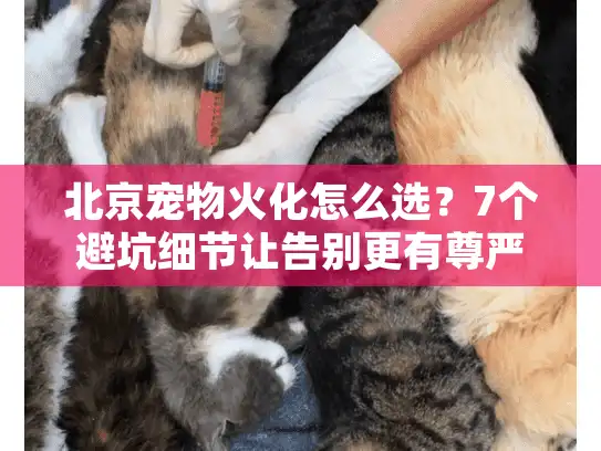 北京宠物火化怎么选？7个避坑细节让告别更有尊严