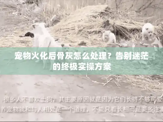 宠物火化后骨灰怎么处理？告别迷茫的终极实操方案
