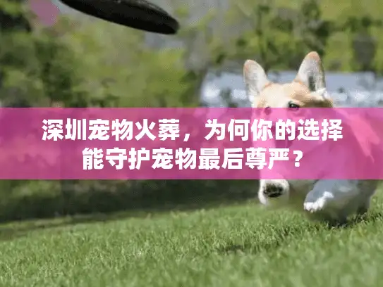 深圳宠物火葬，为何你的选择能守护宠物最后尊严？