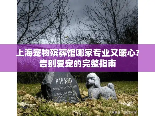 上海宠物殡葬馆哪家专业又暖心?告别爱宠的完整指南