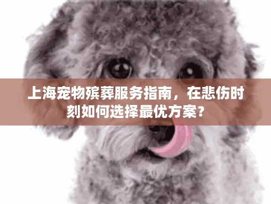 上海宠物殡葬服务指南，在悲伤时刻如何选择最优方案？