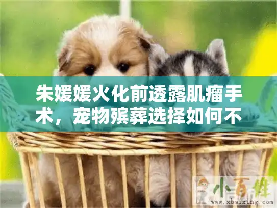 朱媛媛火化前透露肌瘤手术，宠物殡葬选择如何不后悔？