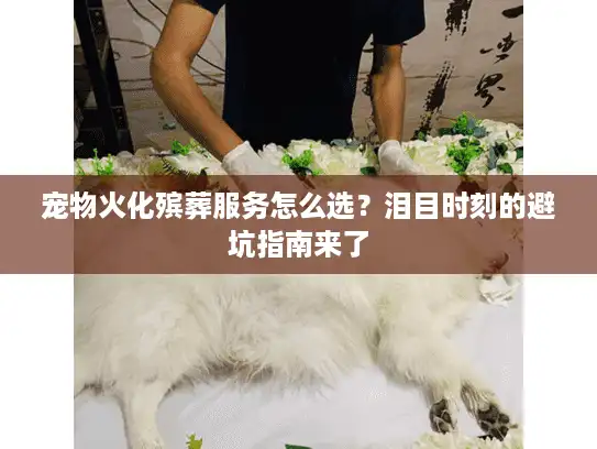宠物火化殡葬服务怎么选？泪目时刻的避坑指南来了