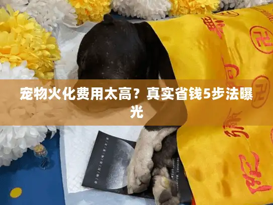 宠物火化费用太高？真实省钱5步法曝光